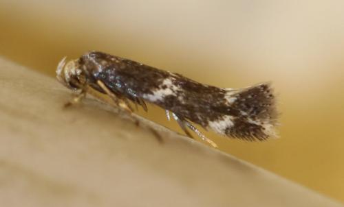 Elachista sp.
